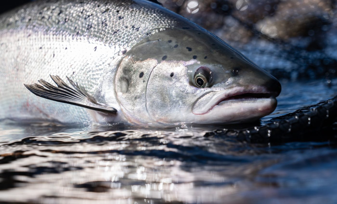 Early-season fishing may shrink the size of salmon