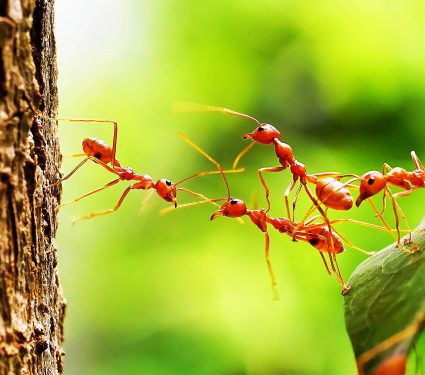 2024/06/ants-sex-determinism_unique-genetics_1m.jpg
