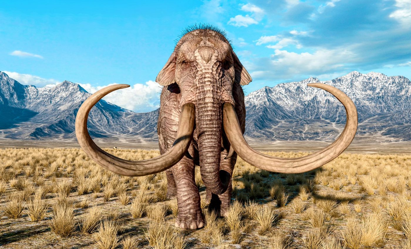 Tracing the disappearance of North America's megafauna