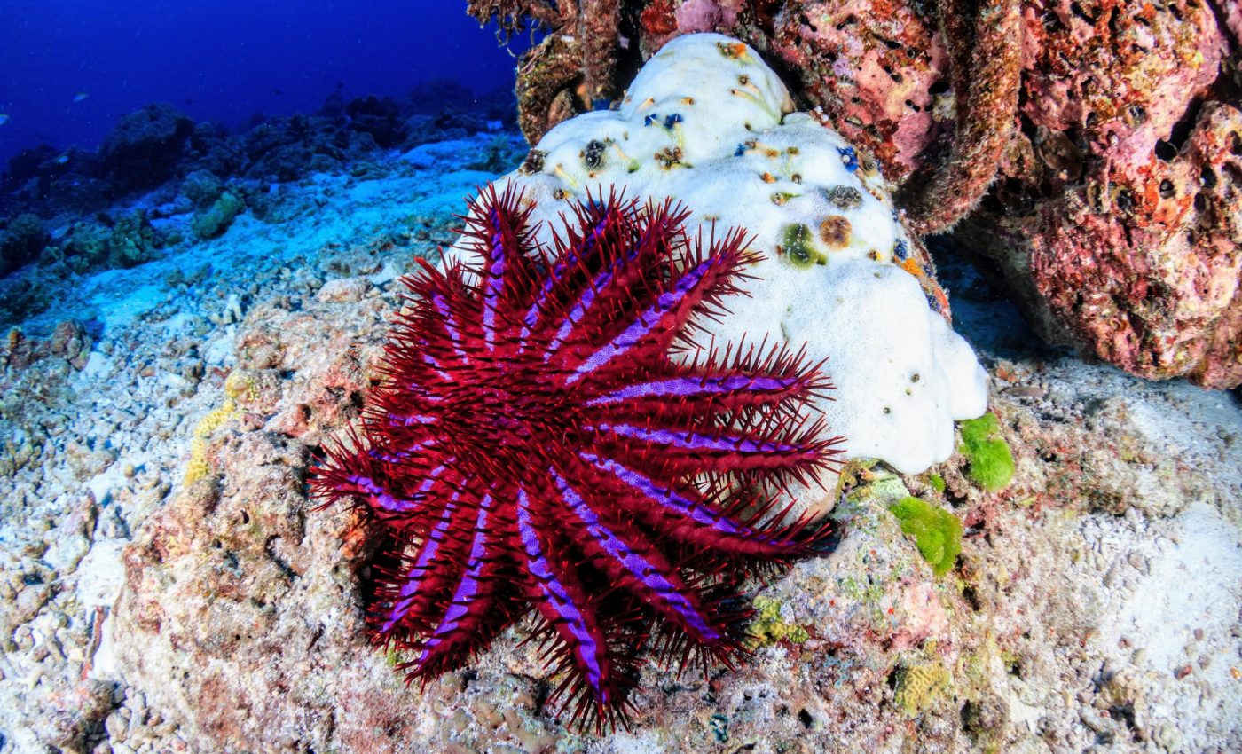 World Ocean Day: A unified approach to protect biodiversity 