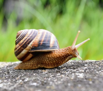 2024/06/Snails-slugs-city.jpg