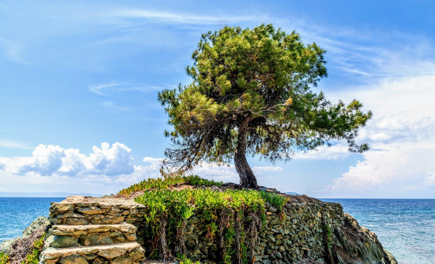 Bacterial disease that 'devours' olive trees is thriving in a warmer climate