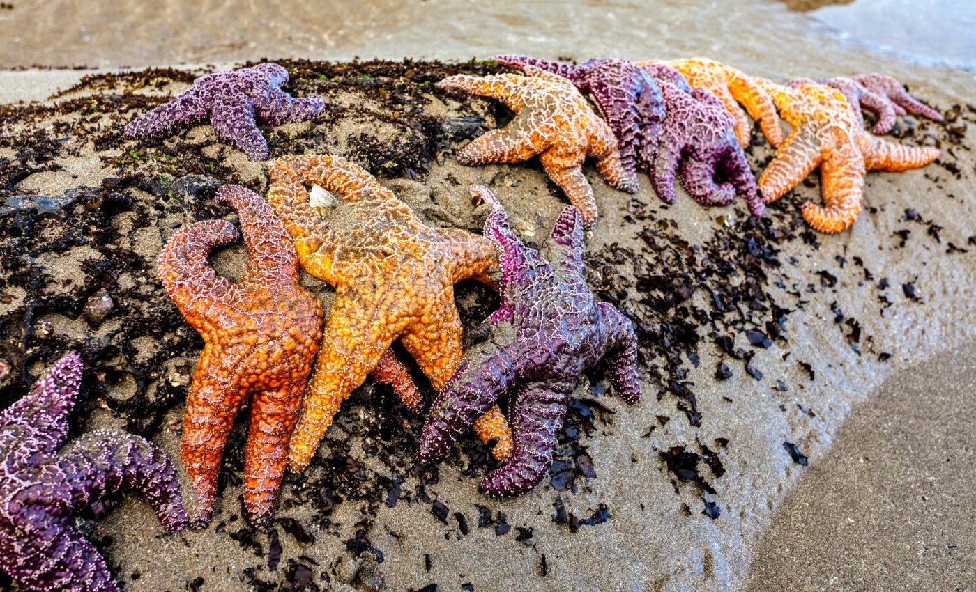 Pacific Northwest ecosystems are being tested by climate change