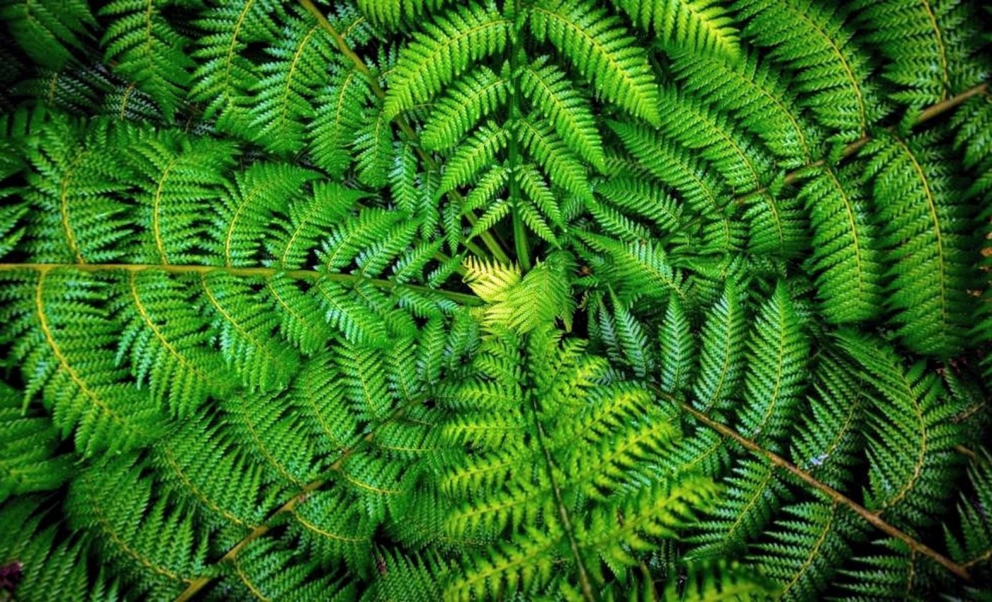 Tiny fern contains 50 times more DNA than humans