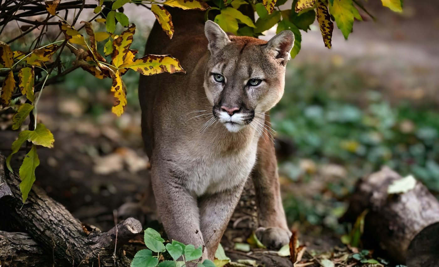 National Cougar Day: The crucial ecological roles of cougars