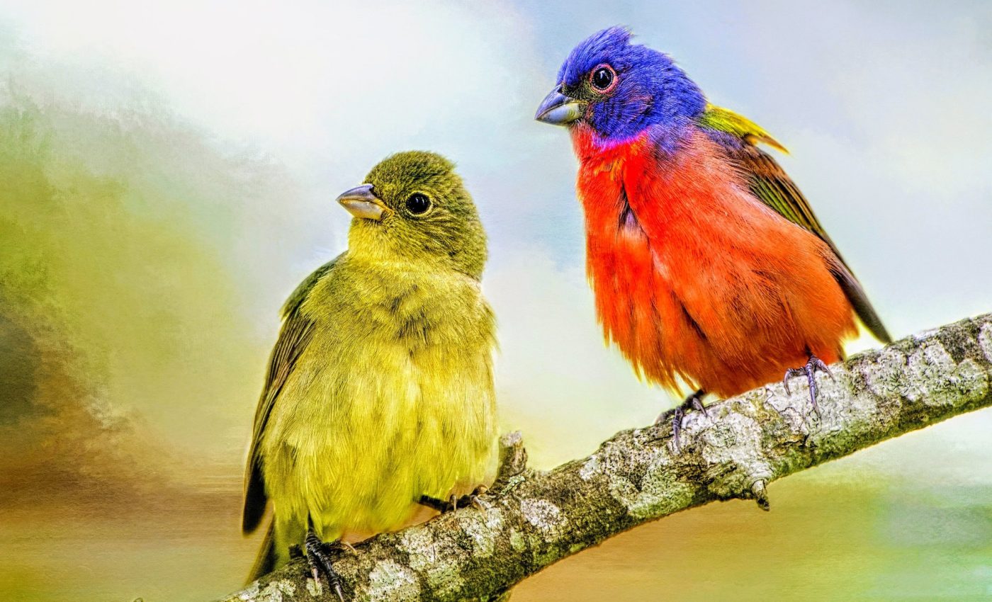 Most birds are at great risk from climate change