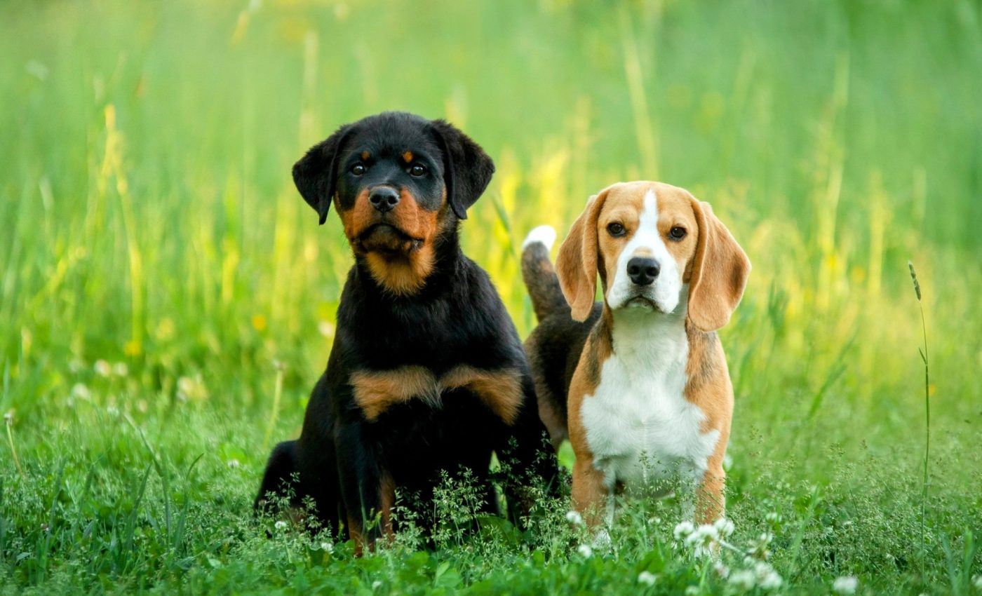 Pairing up shelter dogs could be the key to reducing their stress