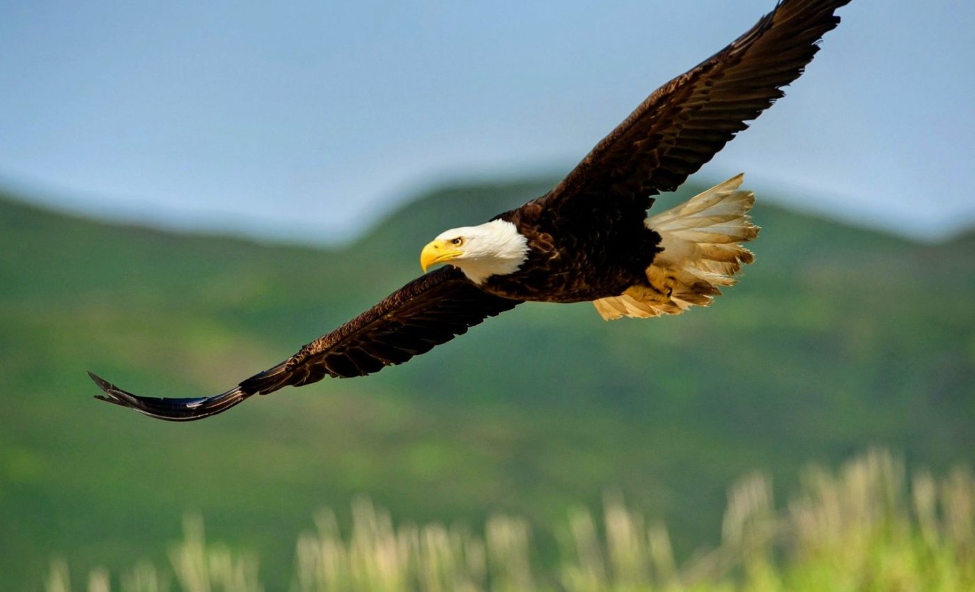 Soaring birds have a special air sac that helps them fly better