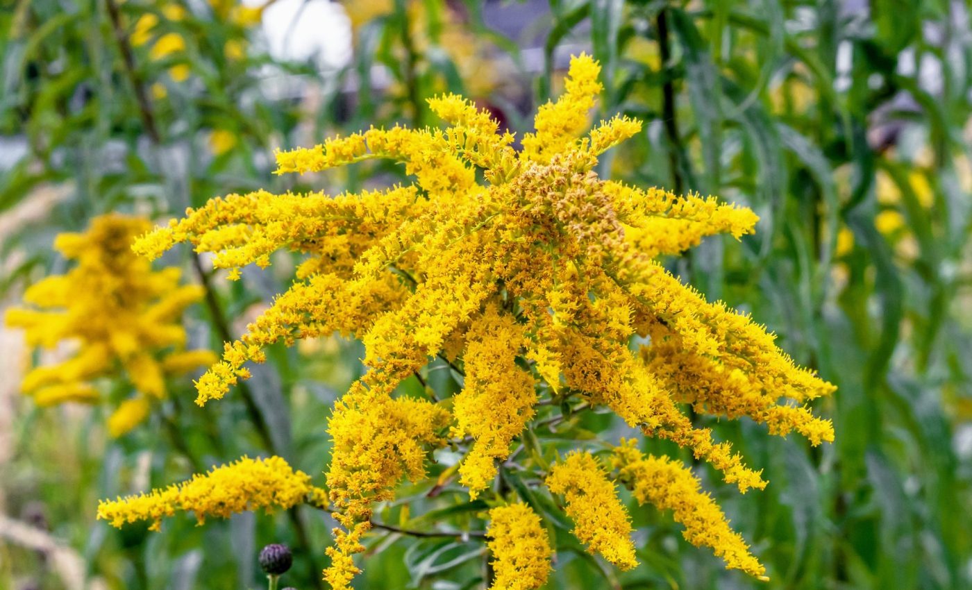 Plants are intelligent problem solvers that know how to adapt