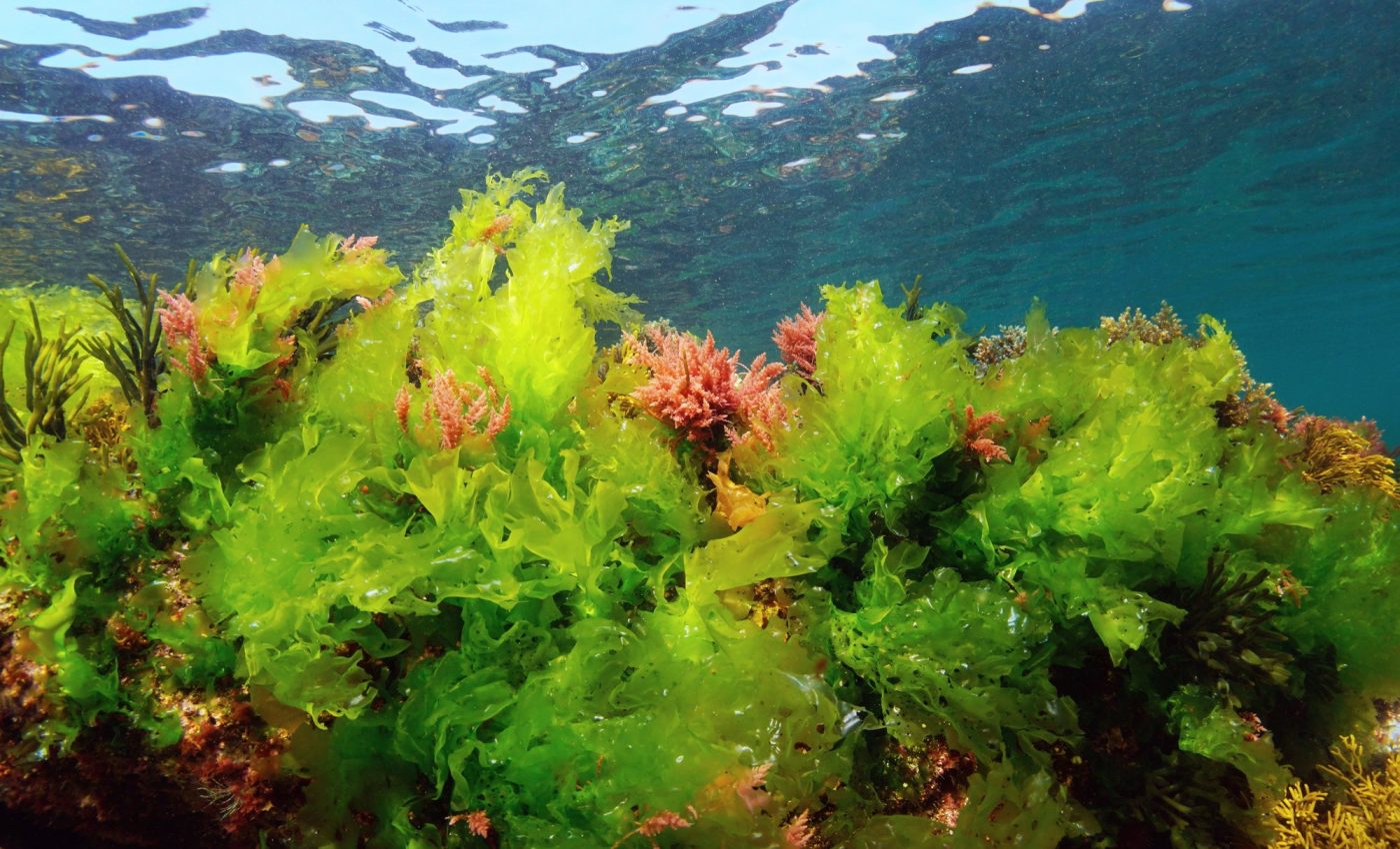 Ocean algae play an unexpected role in cooling the Earth