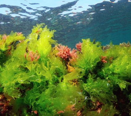 2024/06/Ocean-algae-climate.jpg