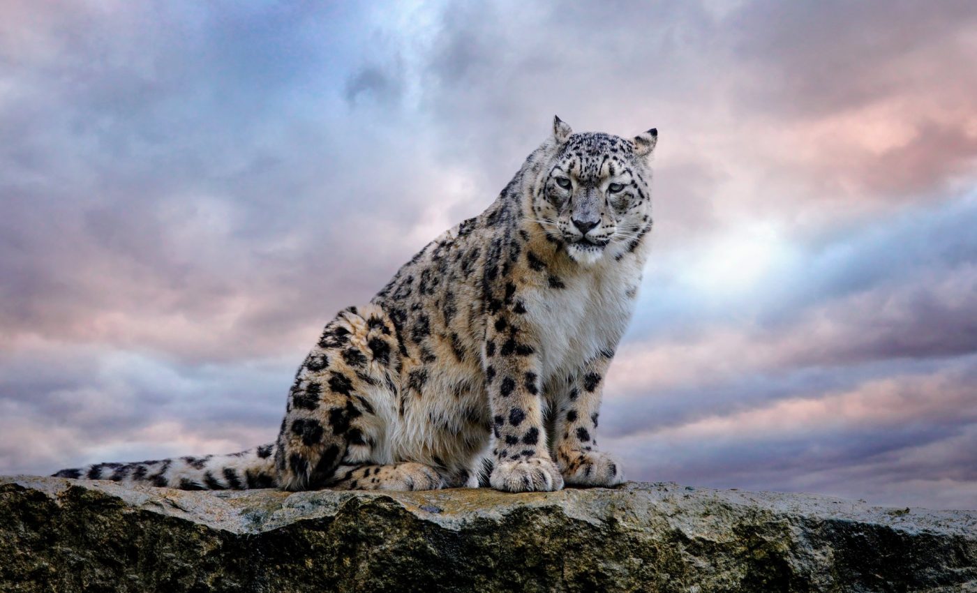 Snow leopards: The carnivores that eat plants