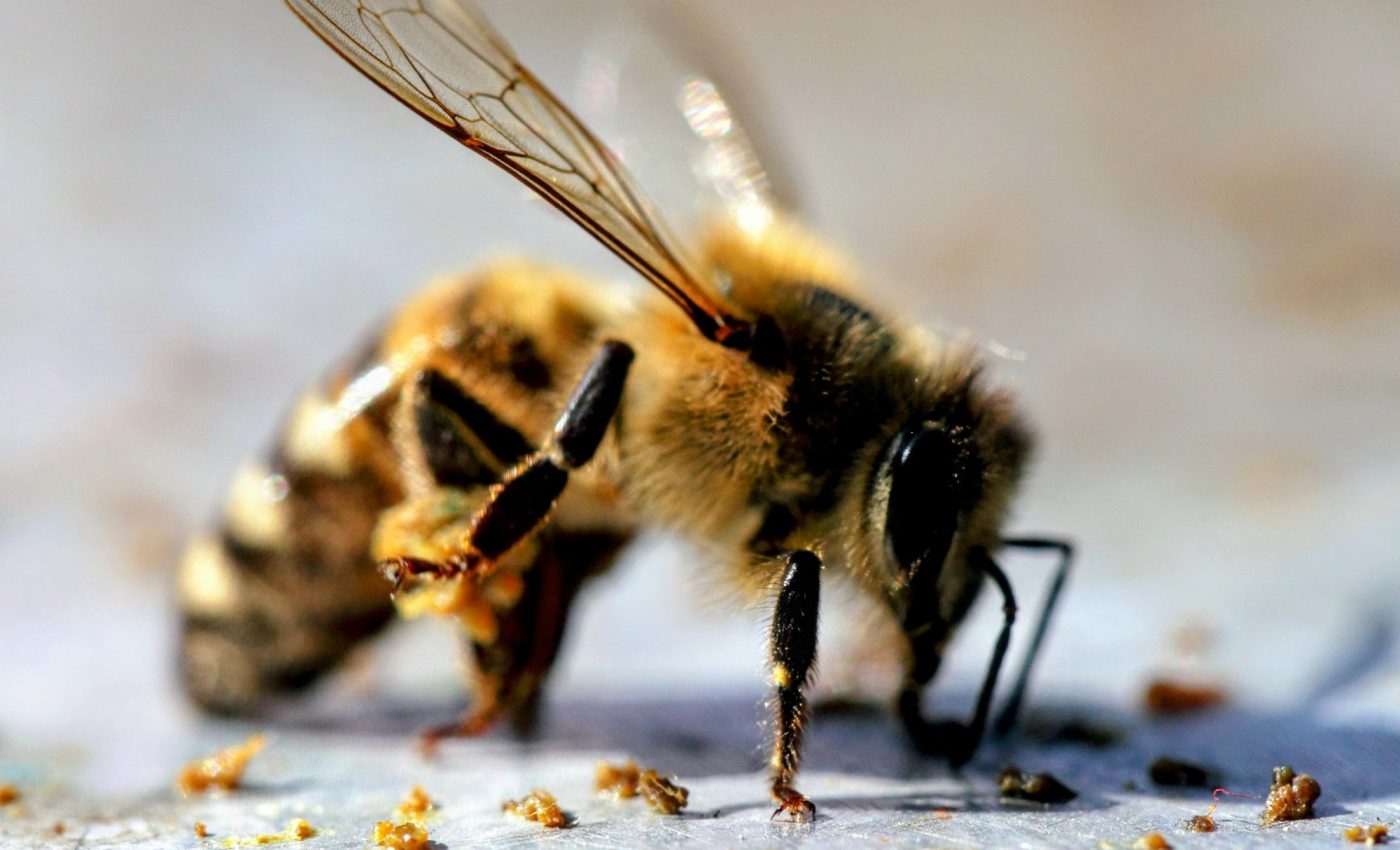Honeybees can sniff out lung cancer