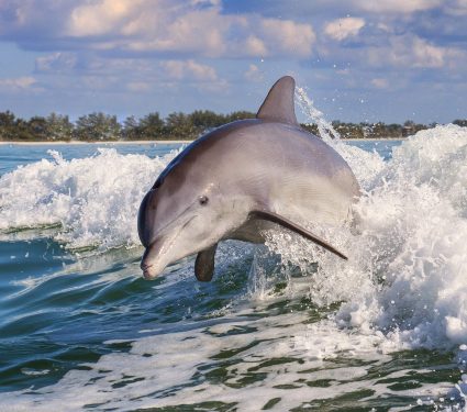 2024/06/Dolphins-mercury.jpg