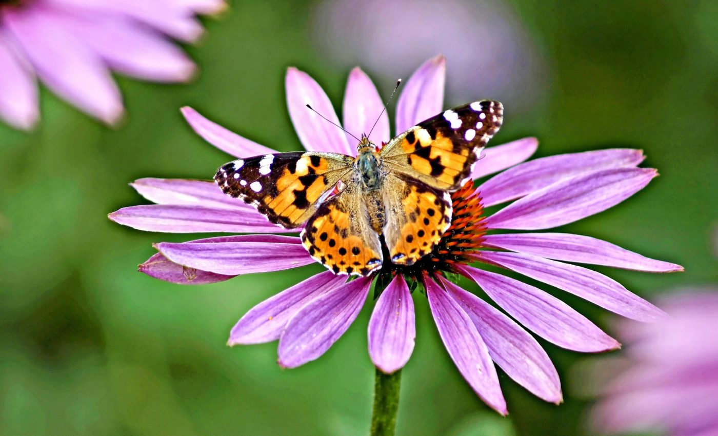 Massive butterfly migration sparked by a surge in vegetation