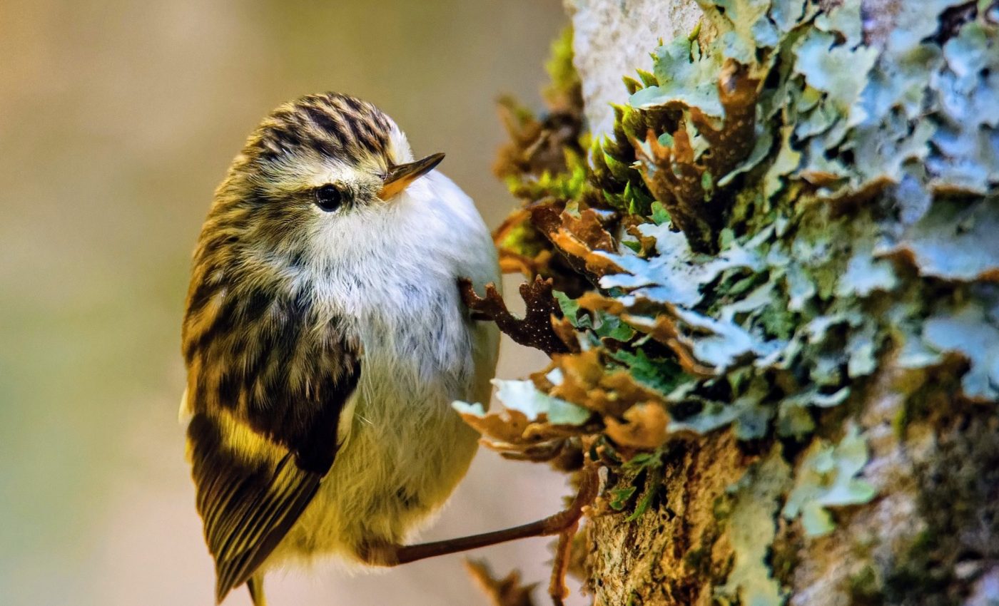 Tiny bird sheds light on the evolution of vocal learning