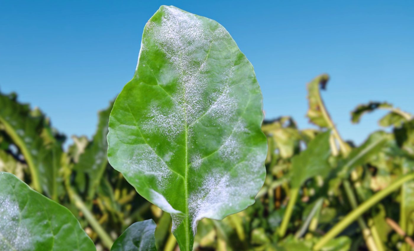 Plant diseases flourish in city landscapes