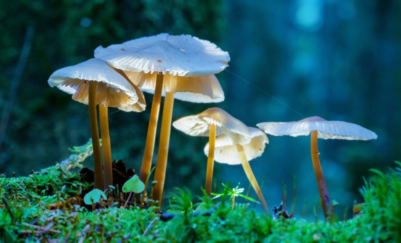 Psychedelic drug induces feelings of "oceanic boundlessness"