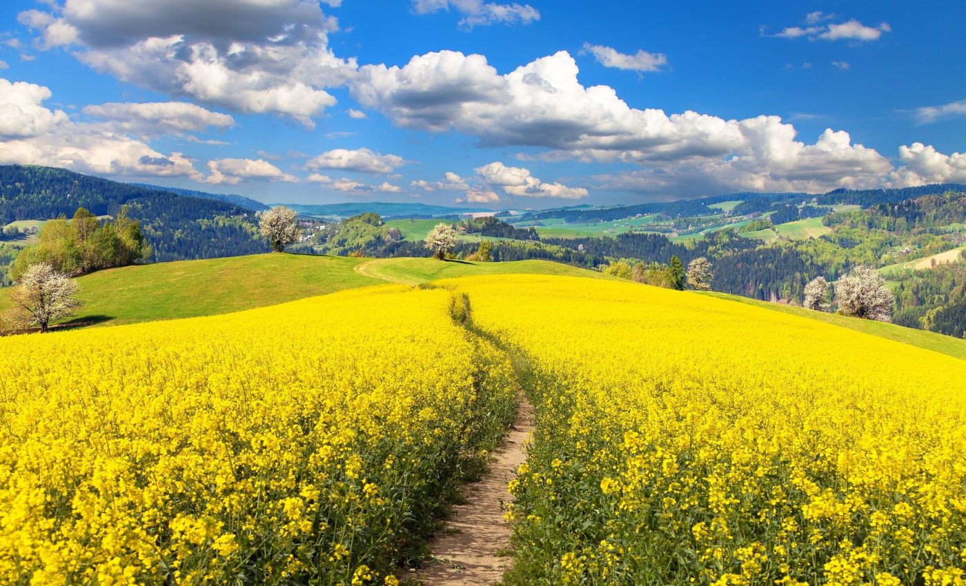 Insects boost plant evolution in surprising ways