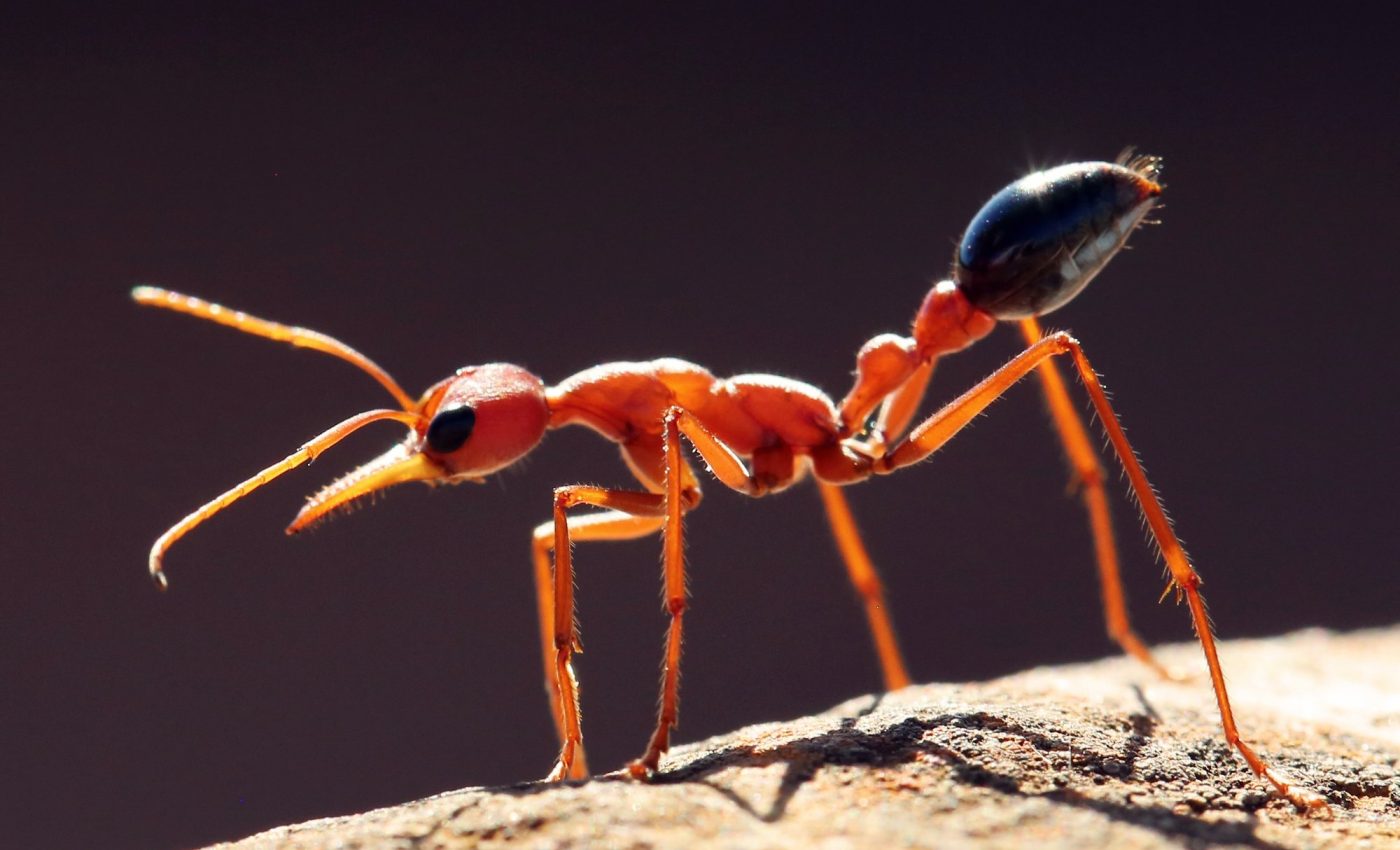 Bull ants use moonlight for nighttime navigation