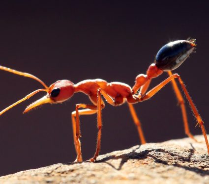 2024/06/Bull-ant.jpg