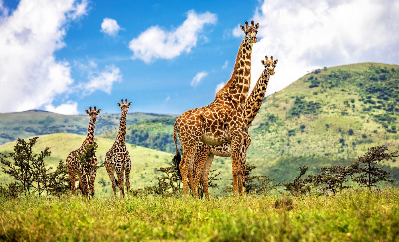 World giraffe day 2024: A towering celebration of the gentle giants