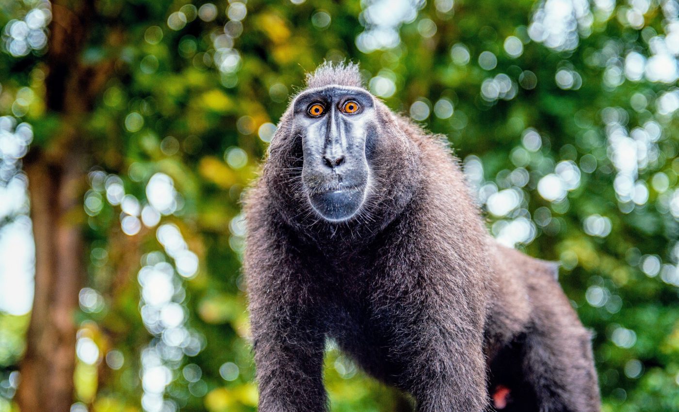 Mass extinctions can be prevented by protecting key sites