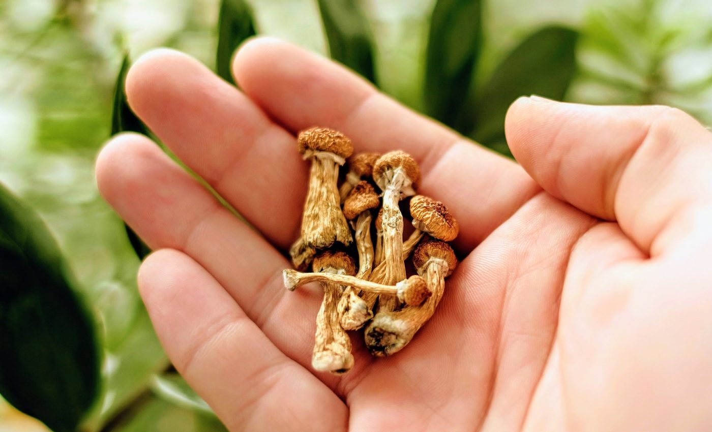 Magic mushrooms are the most popular psychedelic drug