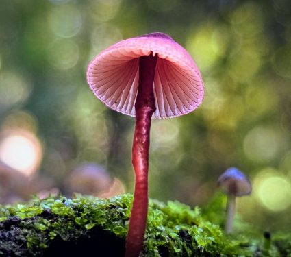 2024/06/Mycena-mushrooms.jpg