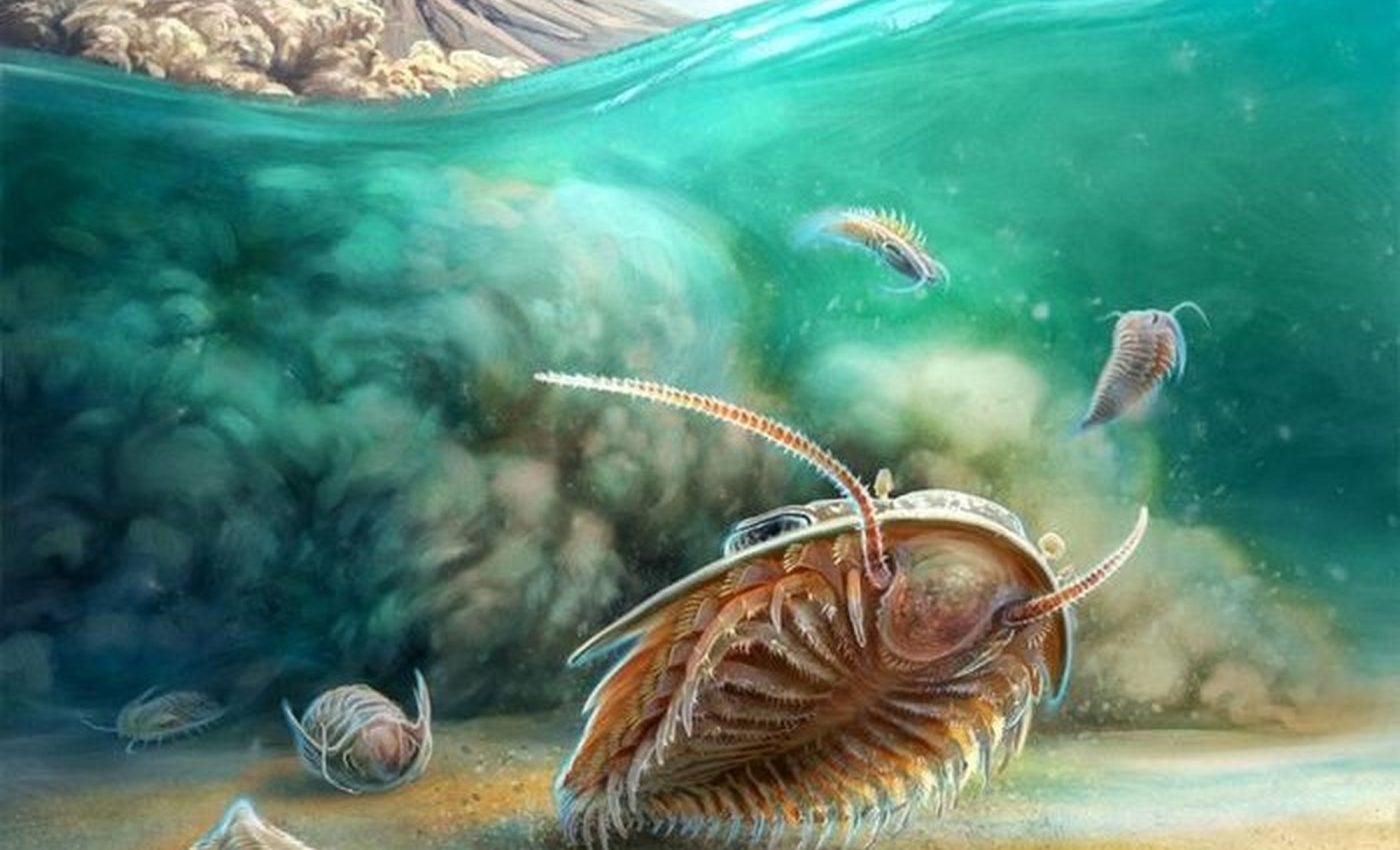 500-million-year-old trilobites fossils preserved in volcanic ash