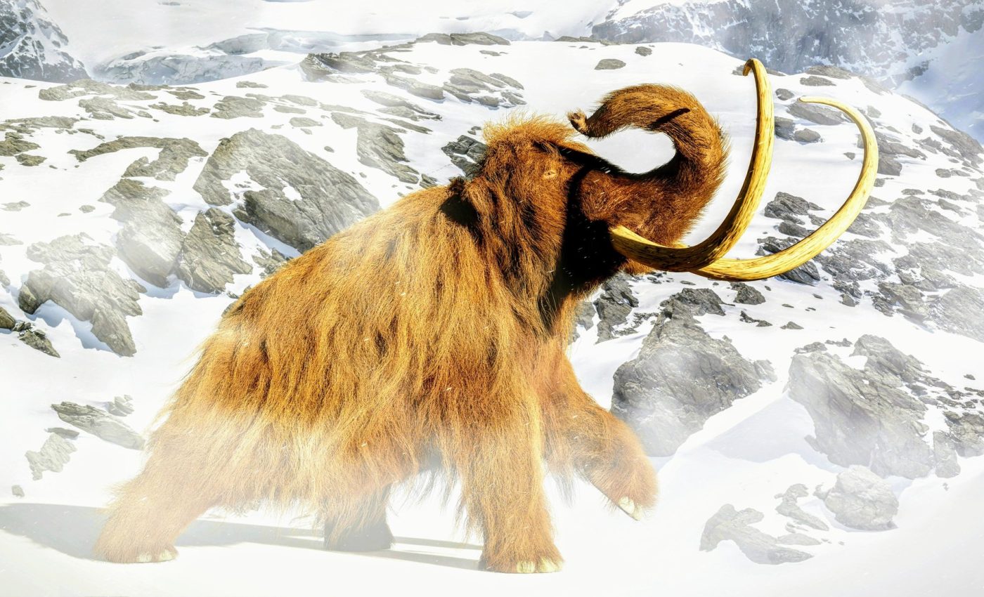 Genetic twist in the tale of the last woolly mammoths