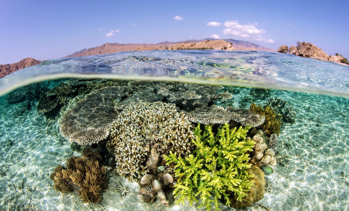 Marine heatwaves escalate coral bleaching threats