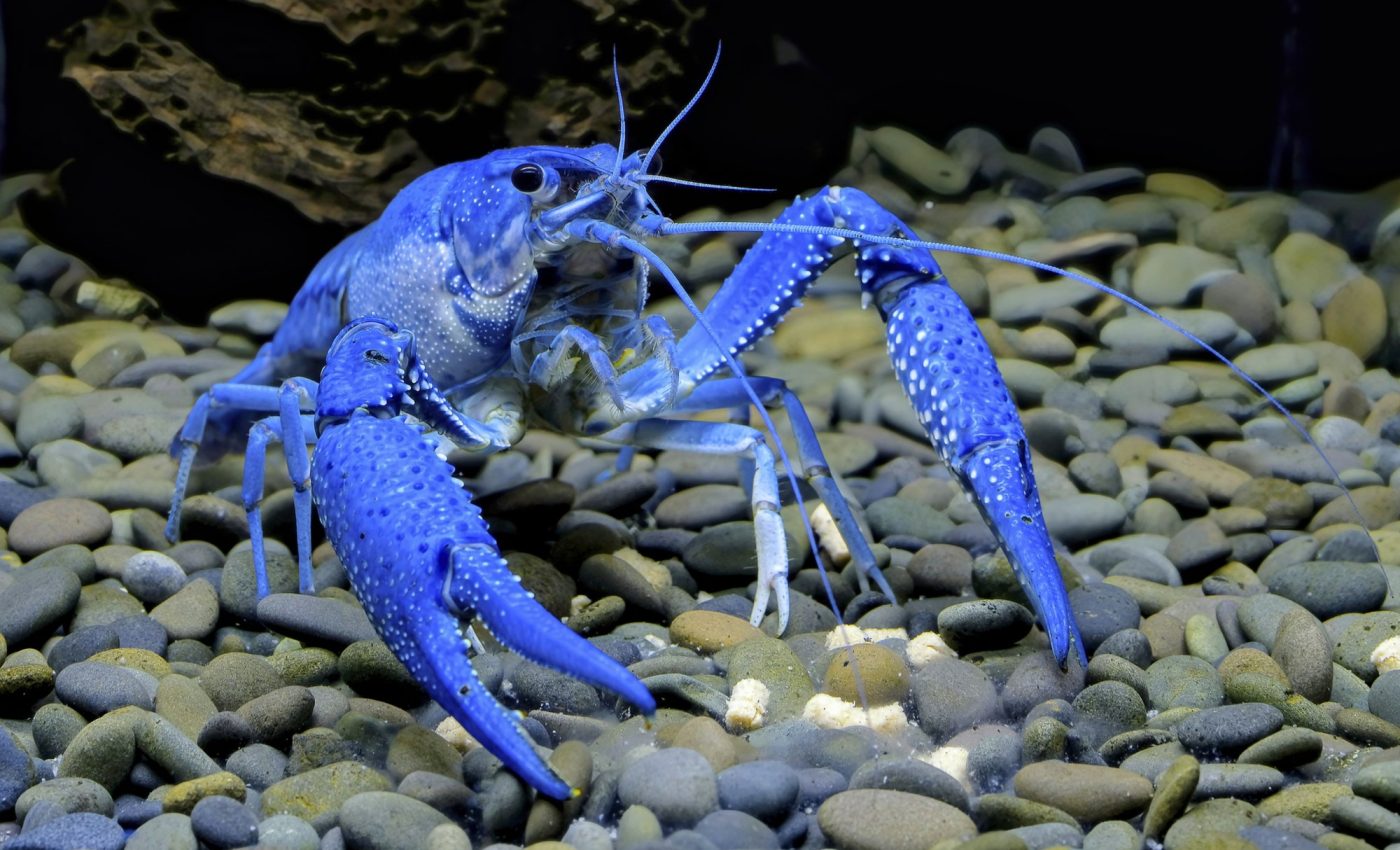 Wildfire ash threatens to wipe out many aquatic species