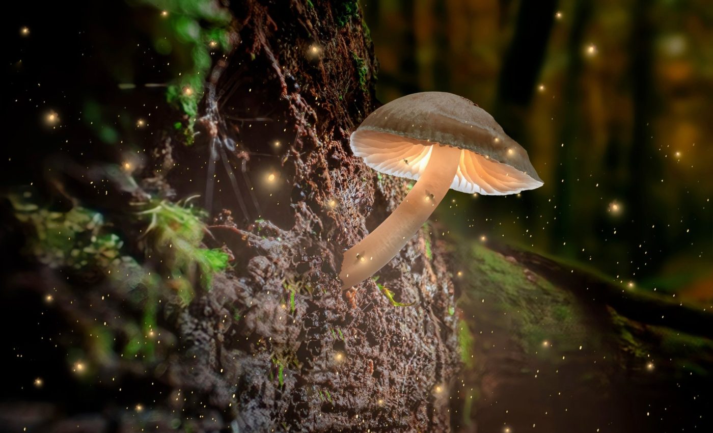 World Firefly Day: Honoring our ancient luminaries