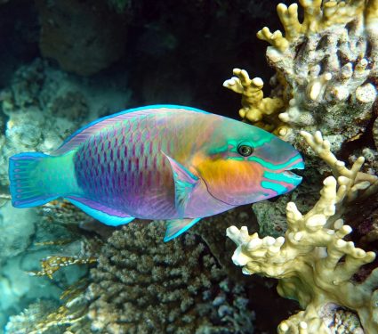 2024/07/Coral-reef-fish.jpg