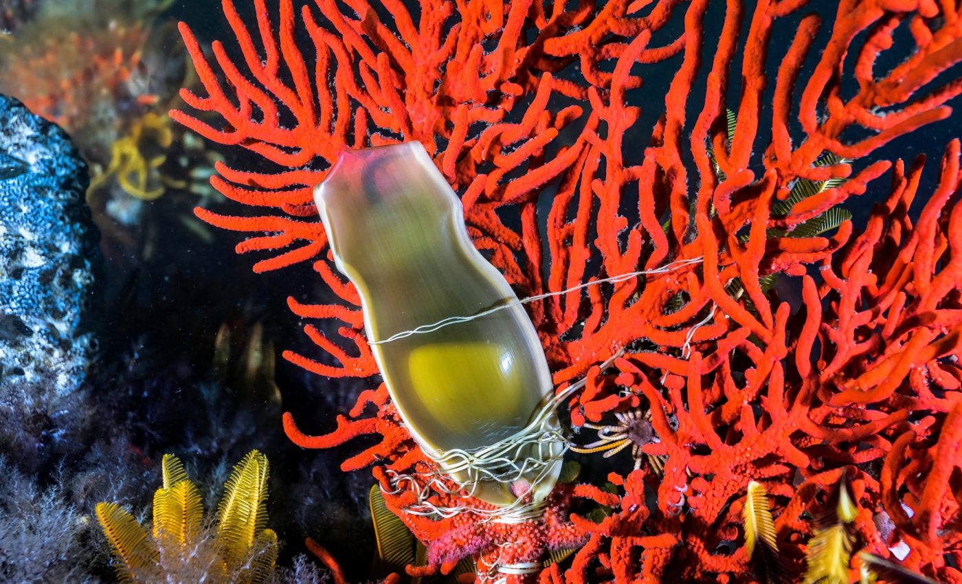 Shark embryo mortality expected to rise by 71 percent