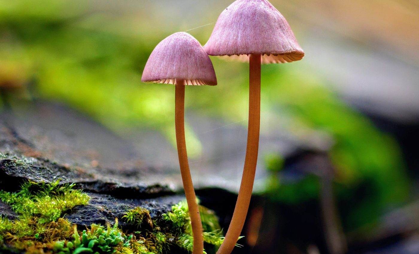 Mushroom magic: New species discovered in Africa
