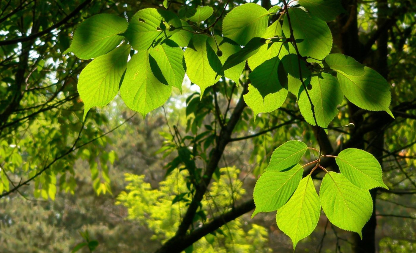 Many tree species are moving to colder and wetter regions