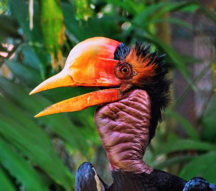 2024/07/Helmeted-hornbill.jpg