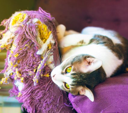 Cats,Scratch,Furniture,,Scratch,At,The,Corner,Of,The,Couch