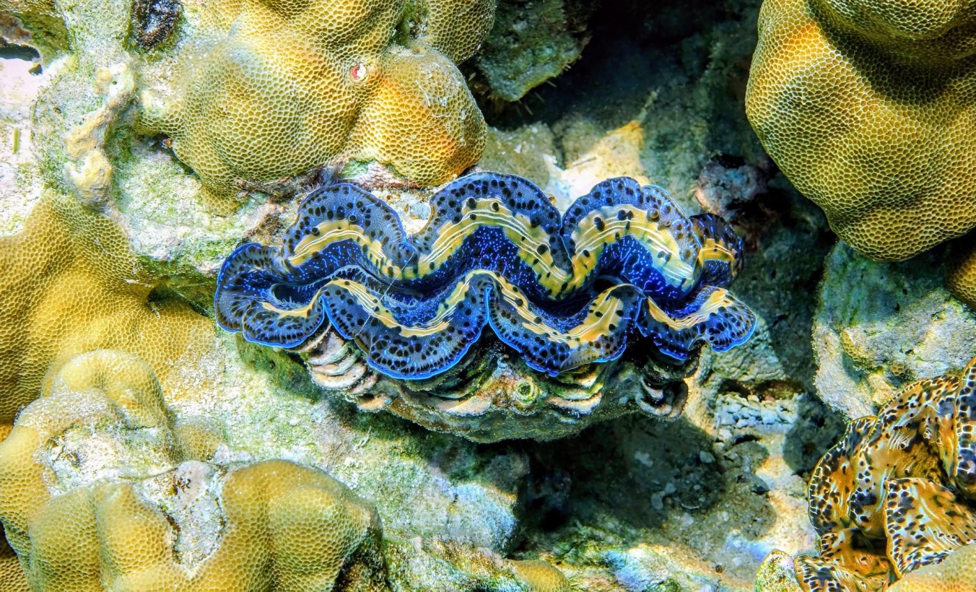 Giant clams may be the most efficient solar energy systems on Earth