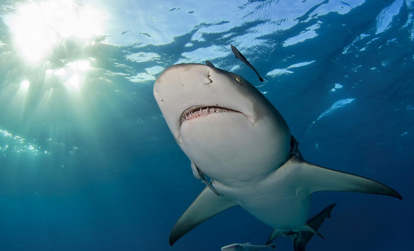 Offshore wind farms threaten electro-sensitive sharks