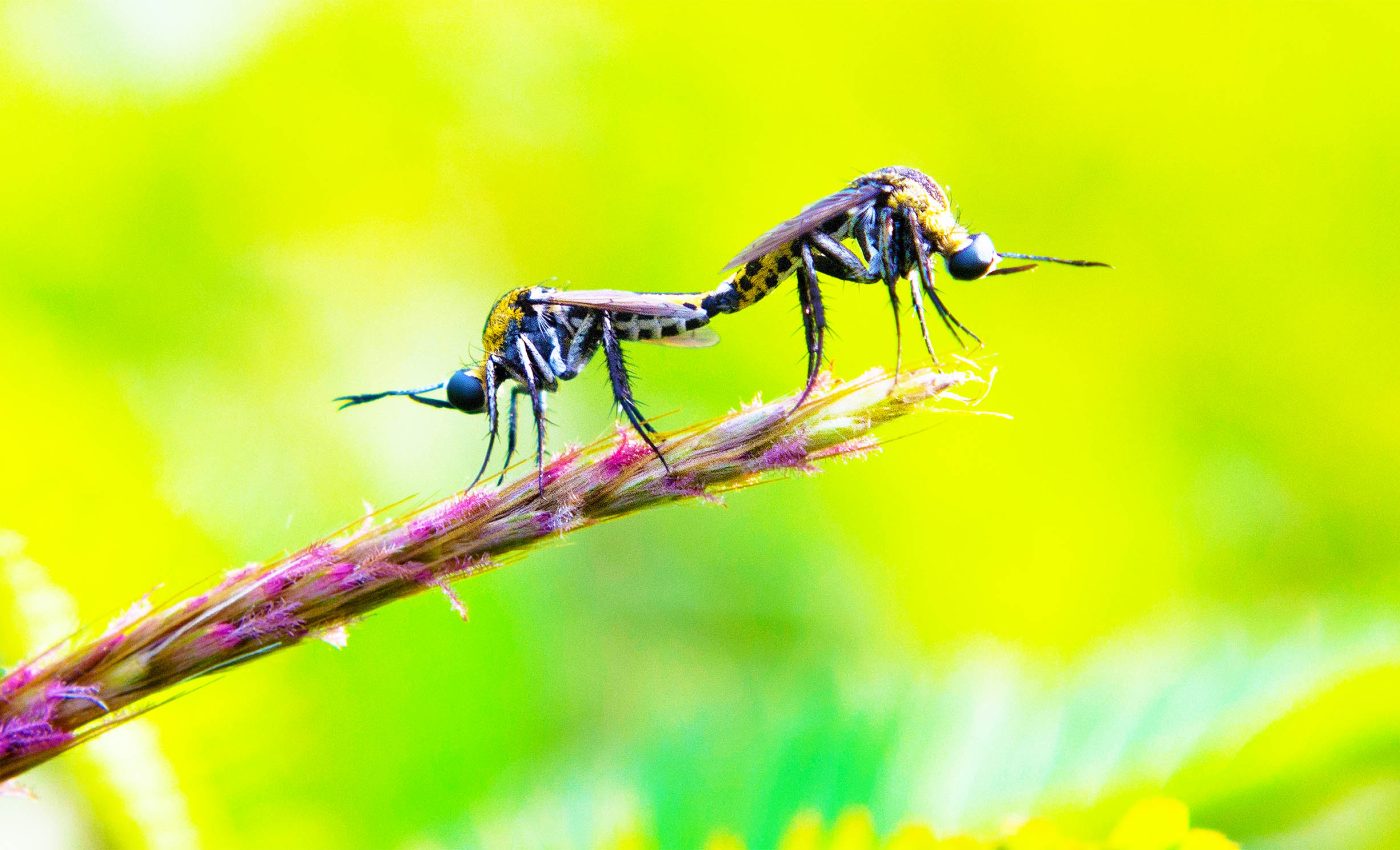 Mosquitoes listen for a specific buzz to find mates