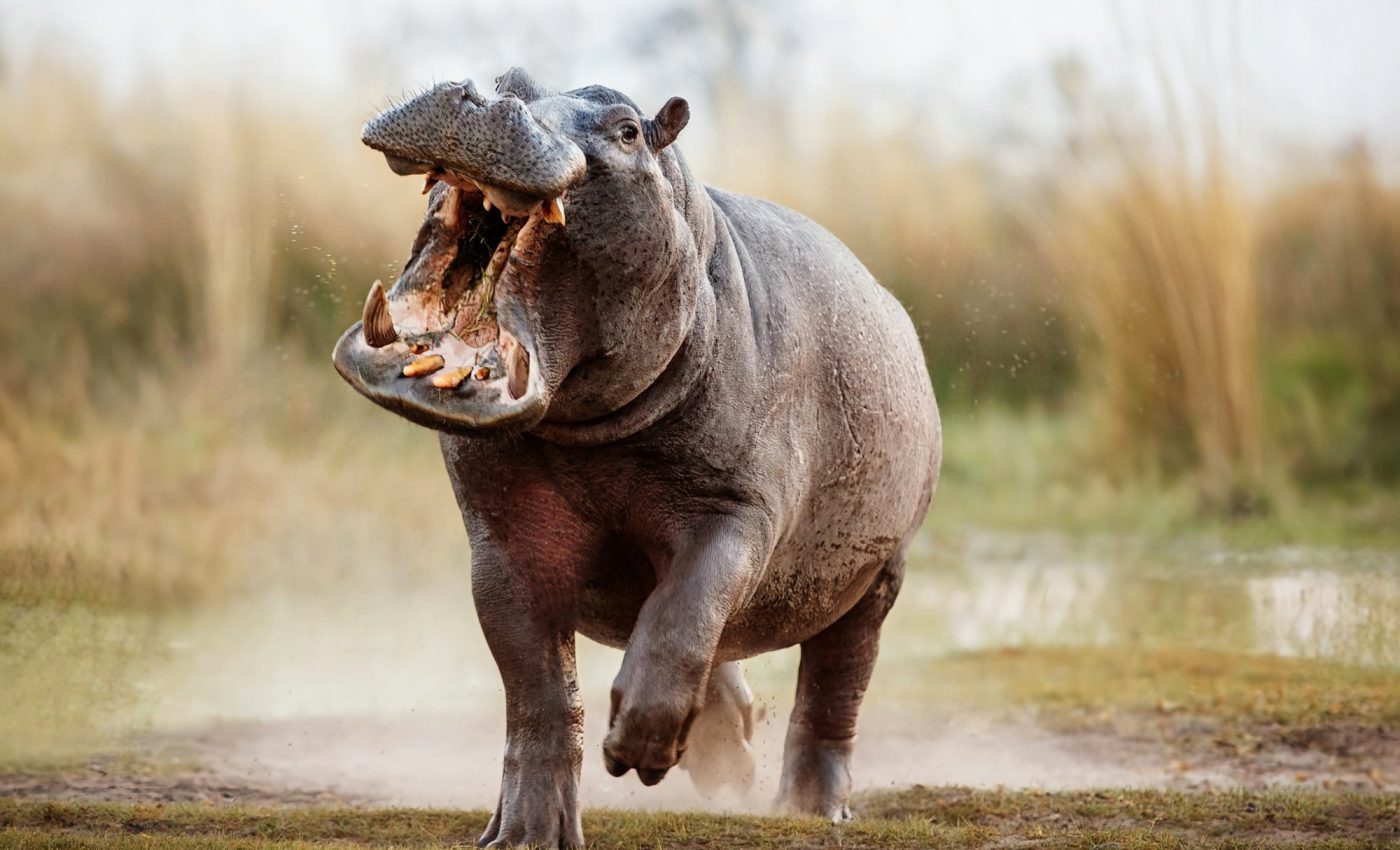 Hippos can actually become airborne when they run at full speed