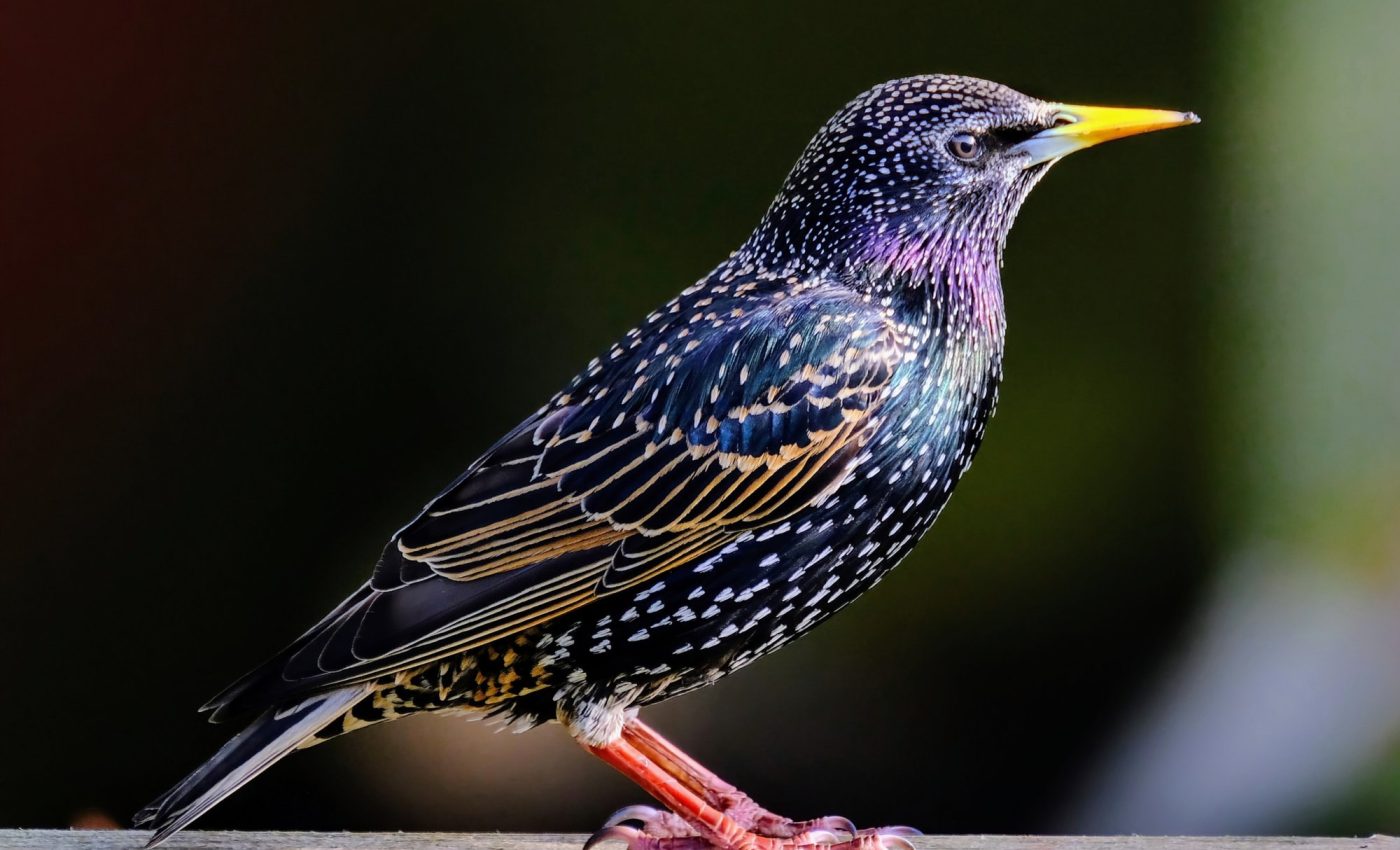 Starlings are independent navigators, not copycats