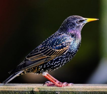 2024/07/Starling-navigate.jpg