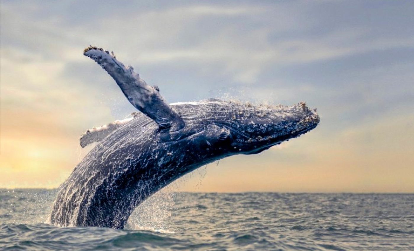 Humpback whales felt less stressed during the pandemic