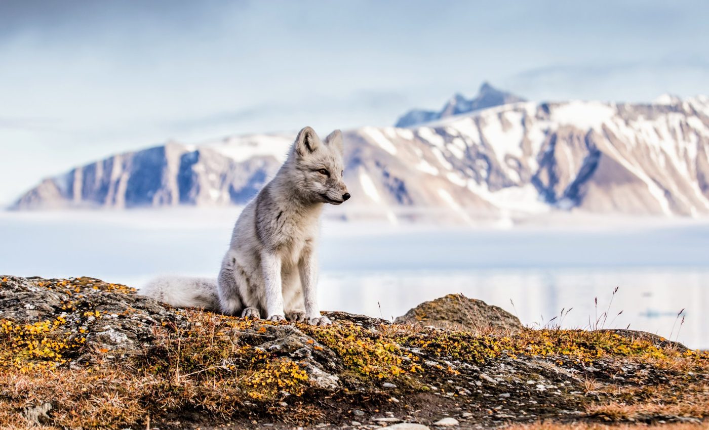 Retreating glaciers unleash a world of ecological potential