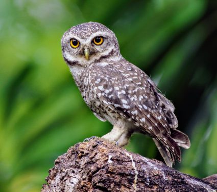 2024/07/Spotted-Owls.jpg