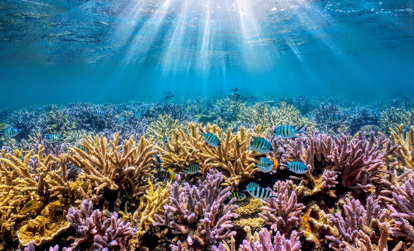 Coral reefs' fate lies in the hands of their tiny inhabitants